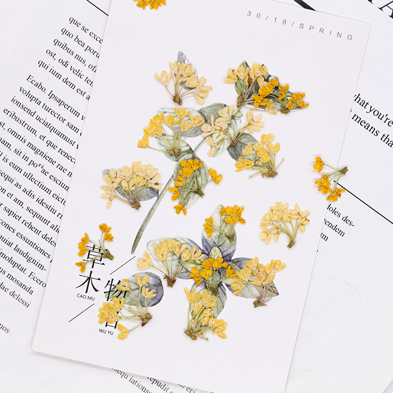24pcs,Natural Real Pressed Flo - Dried Flower Bookmark ulasan dan harga