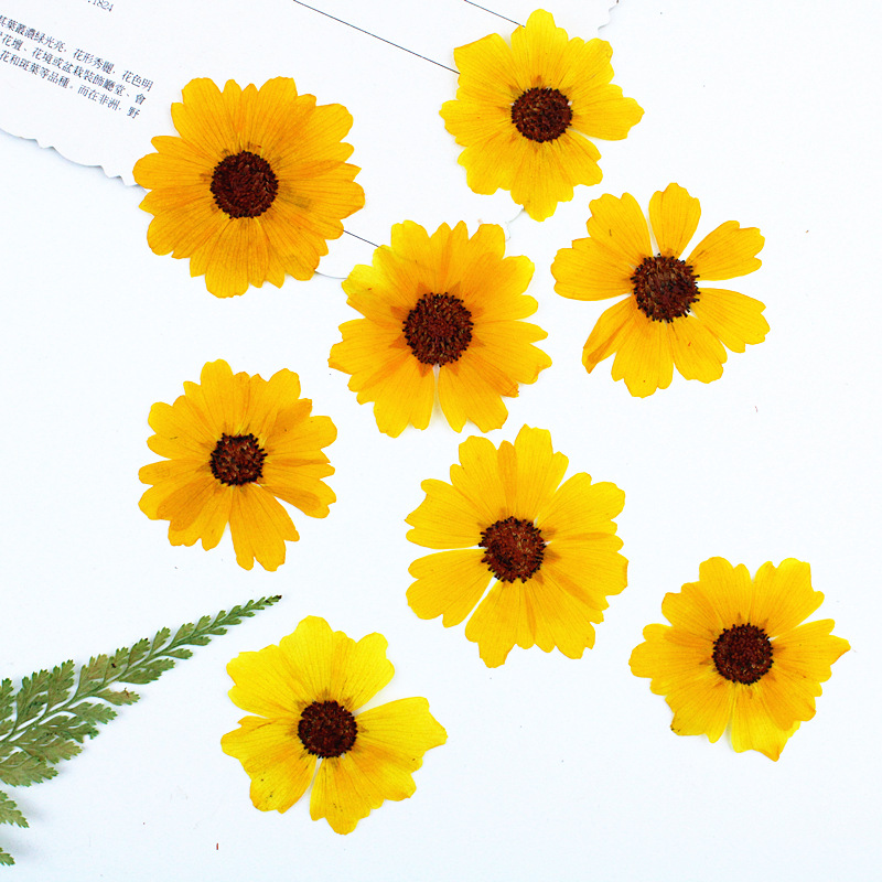 24pcs,Natural Chrysanthemum Re - Dried Flower Bookmark ulasan dan harga