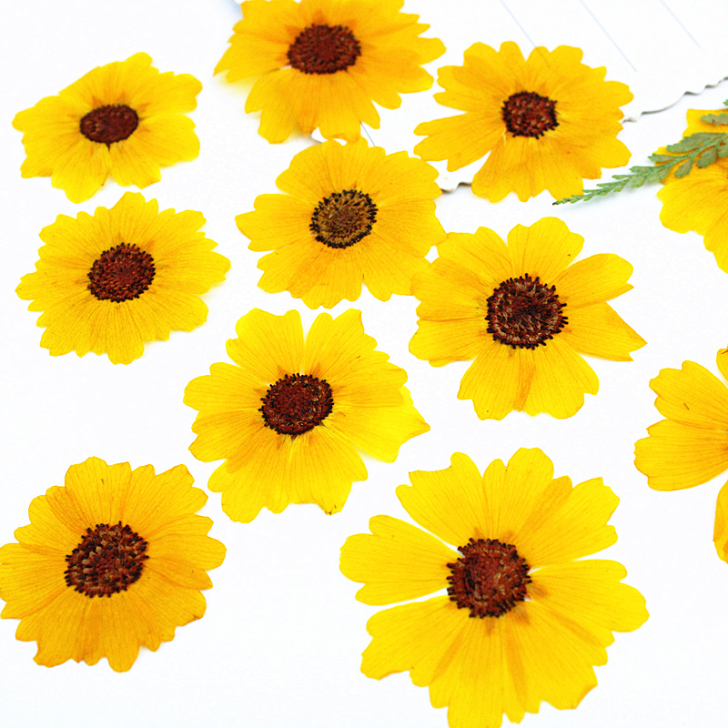24pcs,Natural Chrysanthemum Re - Dried Flower Bookmark ulasan dan harga